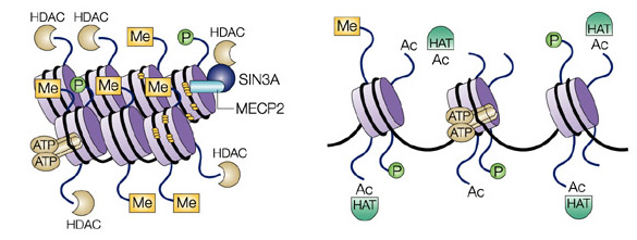 HDAC.jpg